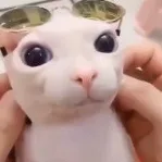 captain